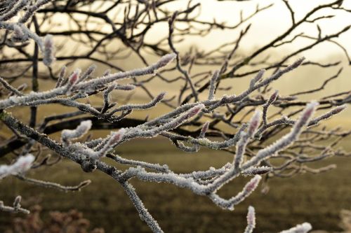tree branch frost