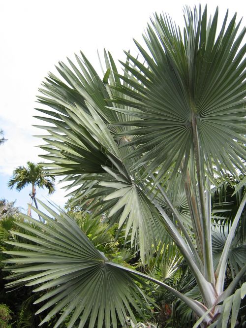 tree palm foliage