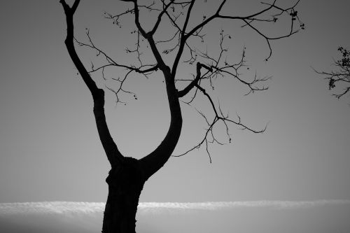 tree monochrome landscape