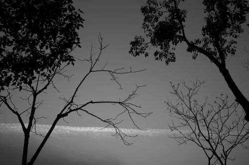 tree monochrome landscape