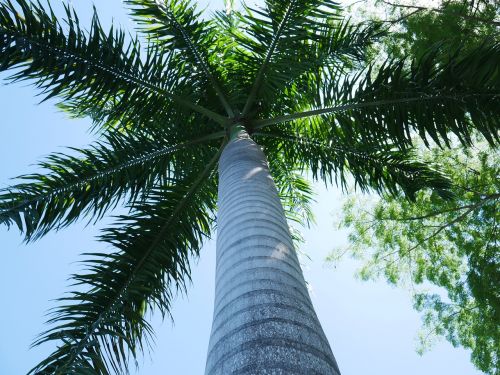 tree palm tree palm