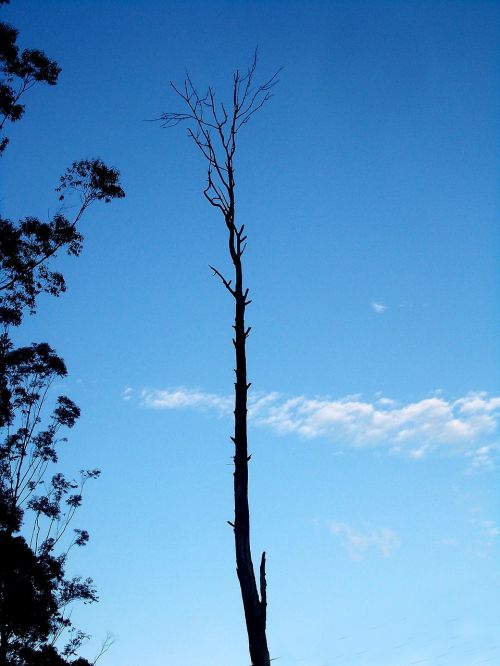 tree single sky