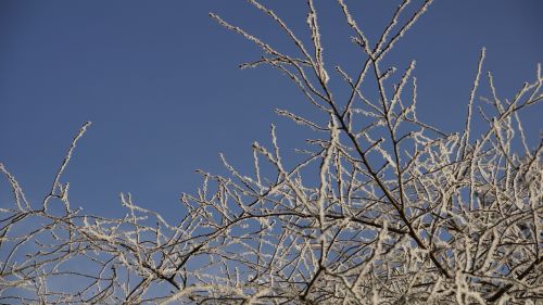 tree white christmas