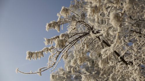 tree winter ice