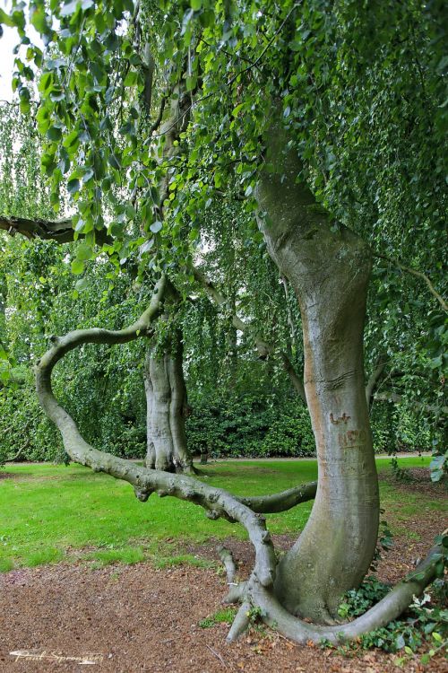 tree landscape trees