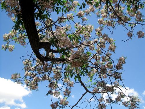 tree flowering blooming
