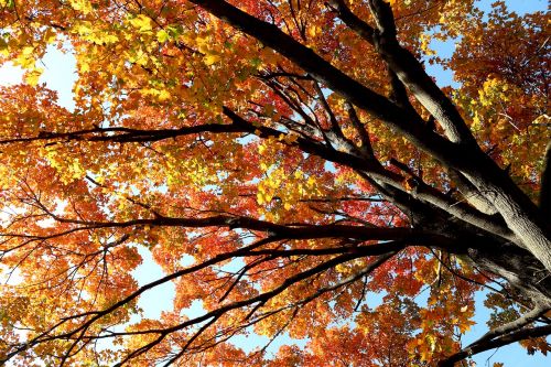 tree fall foliage