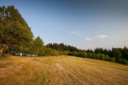 tree grass landscape