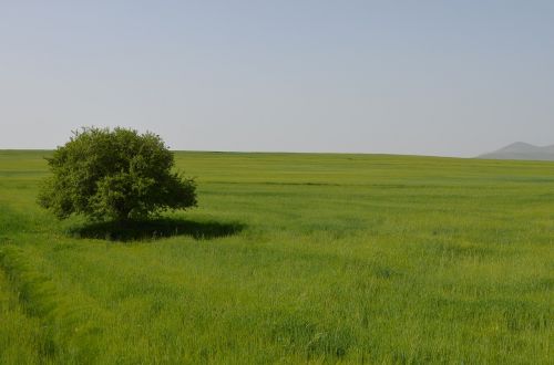 tree nature landscape