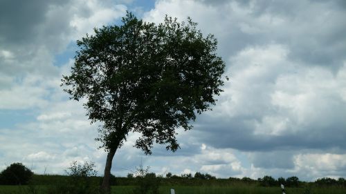 tree sky landscape