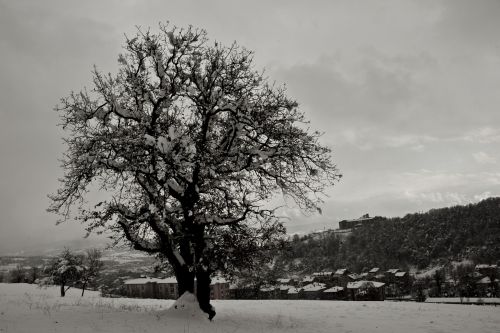 tree snow winter