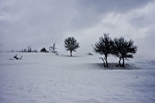 tree snow winter