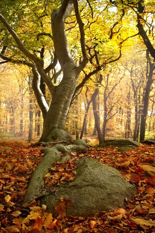 tree forest autumn