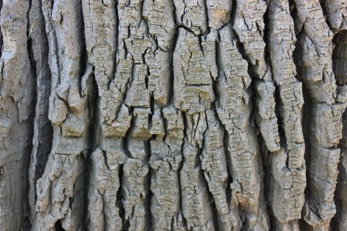 tree bark texture