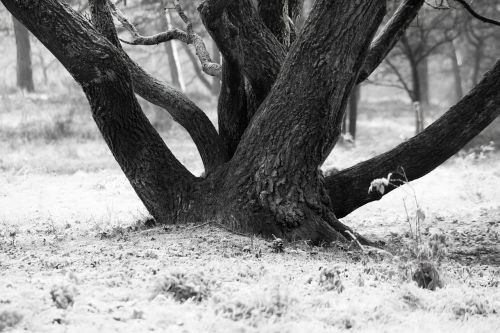 tree bark log