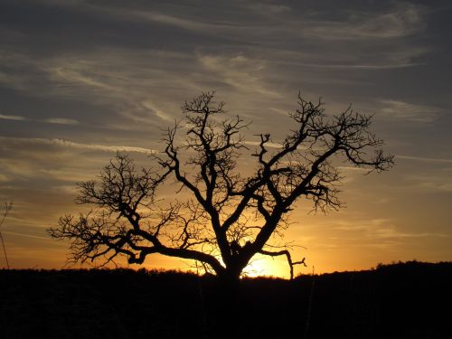 tree sunset nature