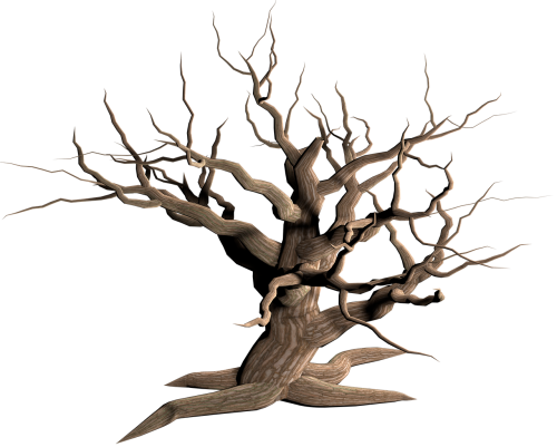 tree isolated dead plant