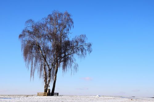 tree winter wintry