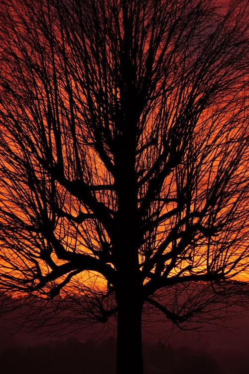 tree sunset aesthetic
