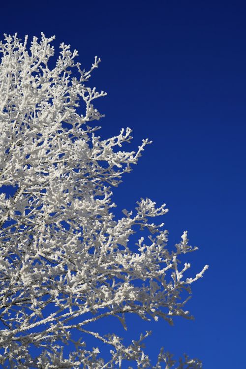 tree hoarfrost winter