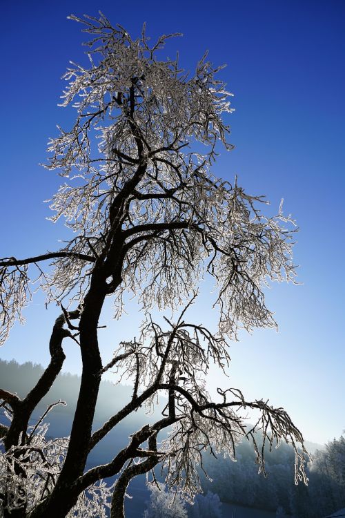 tree hoarfrost winter