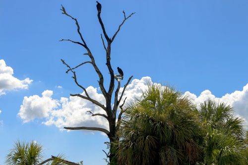 tree palms nature