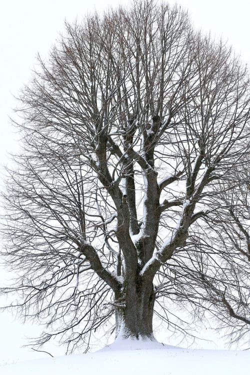 tree winter snow