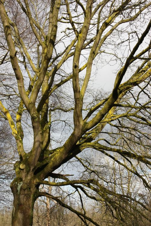 tree winter nature