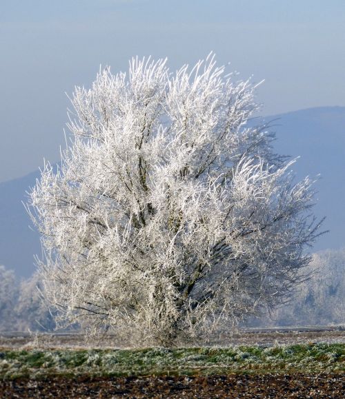 tree frozen winter