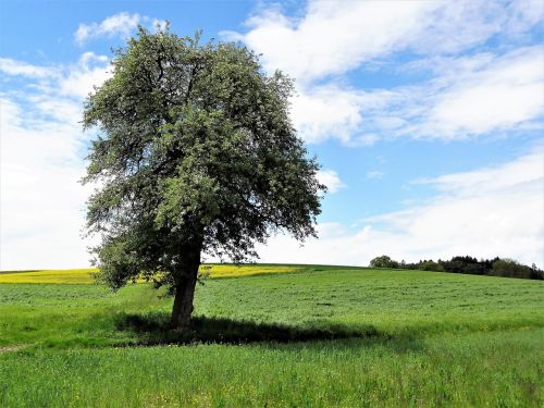 tree nature landscape