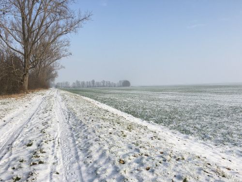 tree snow landscape