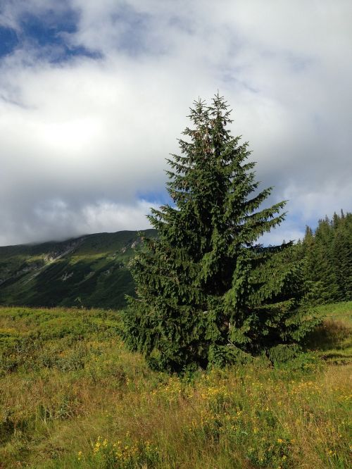 tree mountains nature