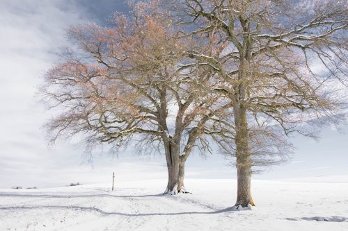 tree winter nature