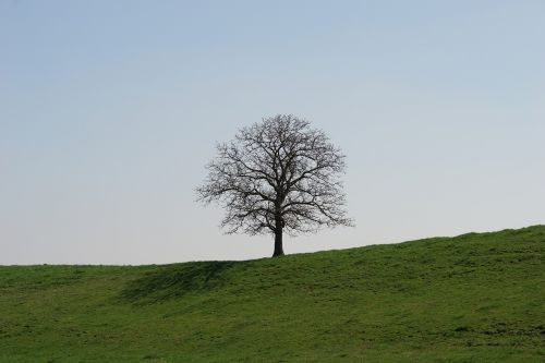tree meadow blue sky