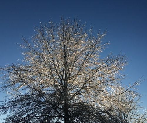 tree icy frozen