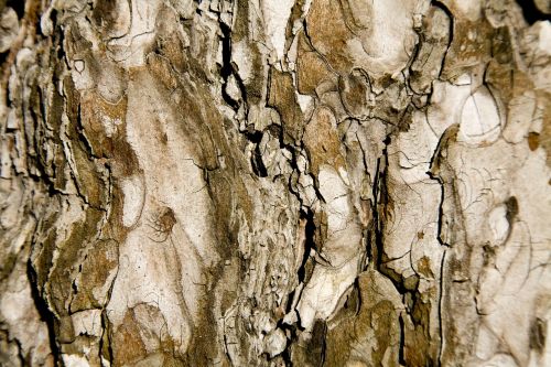 tree texture brown