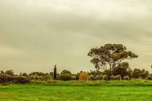 tree meadow landscape