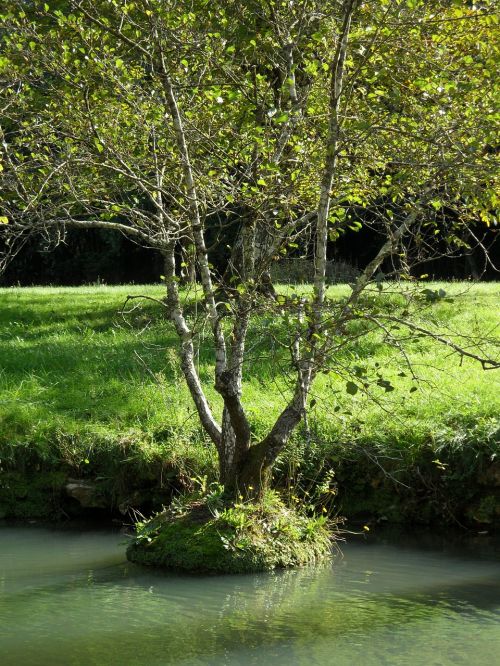 tree water field