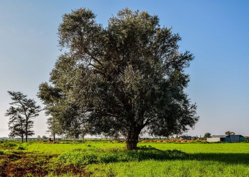 tree meadow landscape