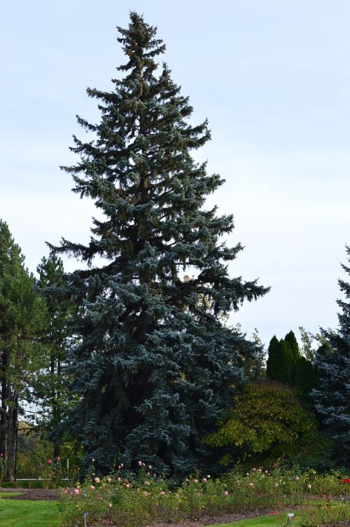 tree spruce evergreen