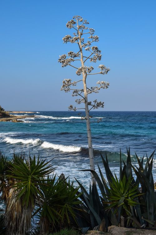 tree cactus sea