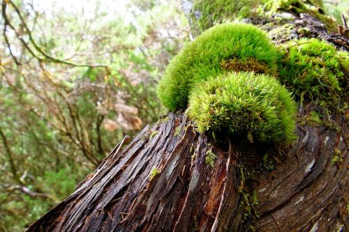 tree moss bark