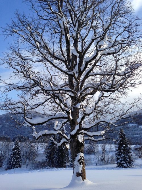 tree snow winter