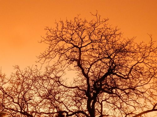 tree sky sunset