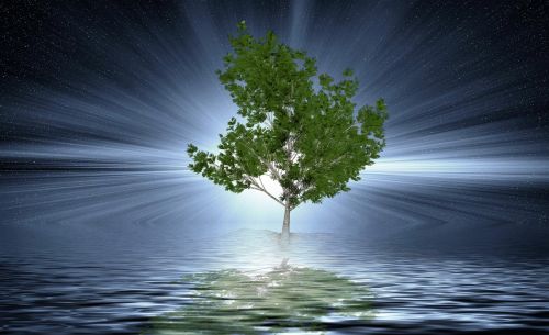 tree water background