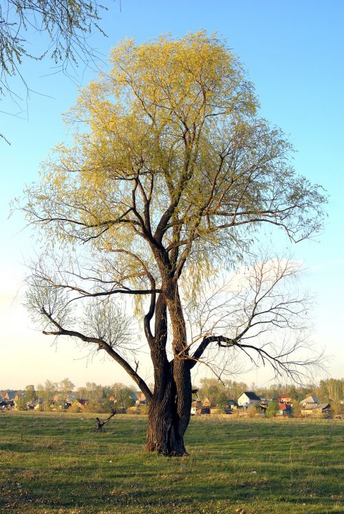 tree one blooms