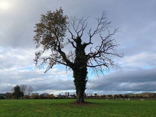 tree meadow grass