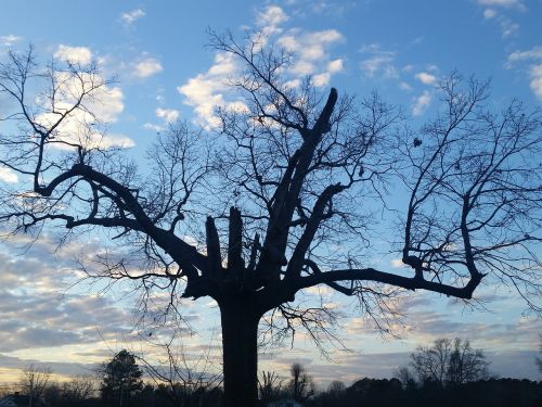 tree sky nature