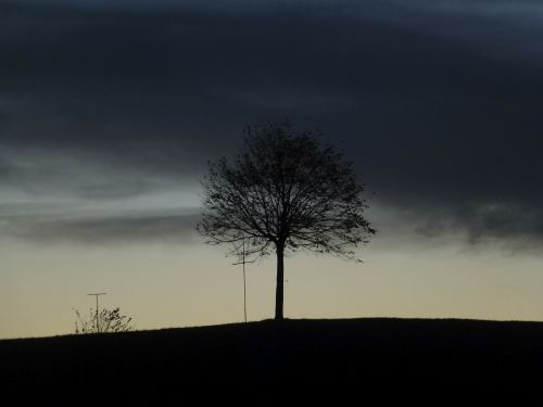 tree night landscape