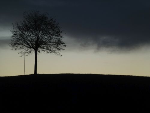 tree landscape fog